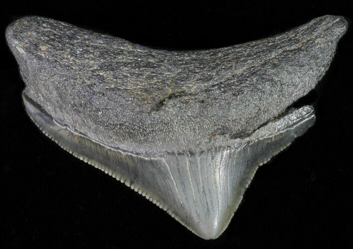 Juvenile Megalodon Tooth - Serrated Blade #62129